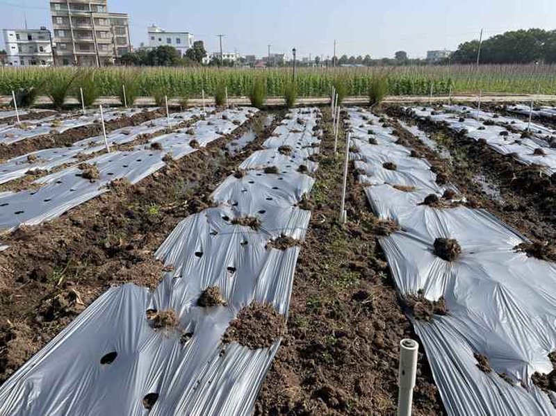 现代农业的新篇章:农产品基地建设的探索与实践