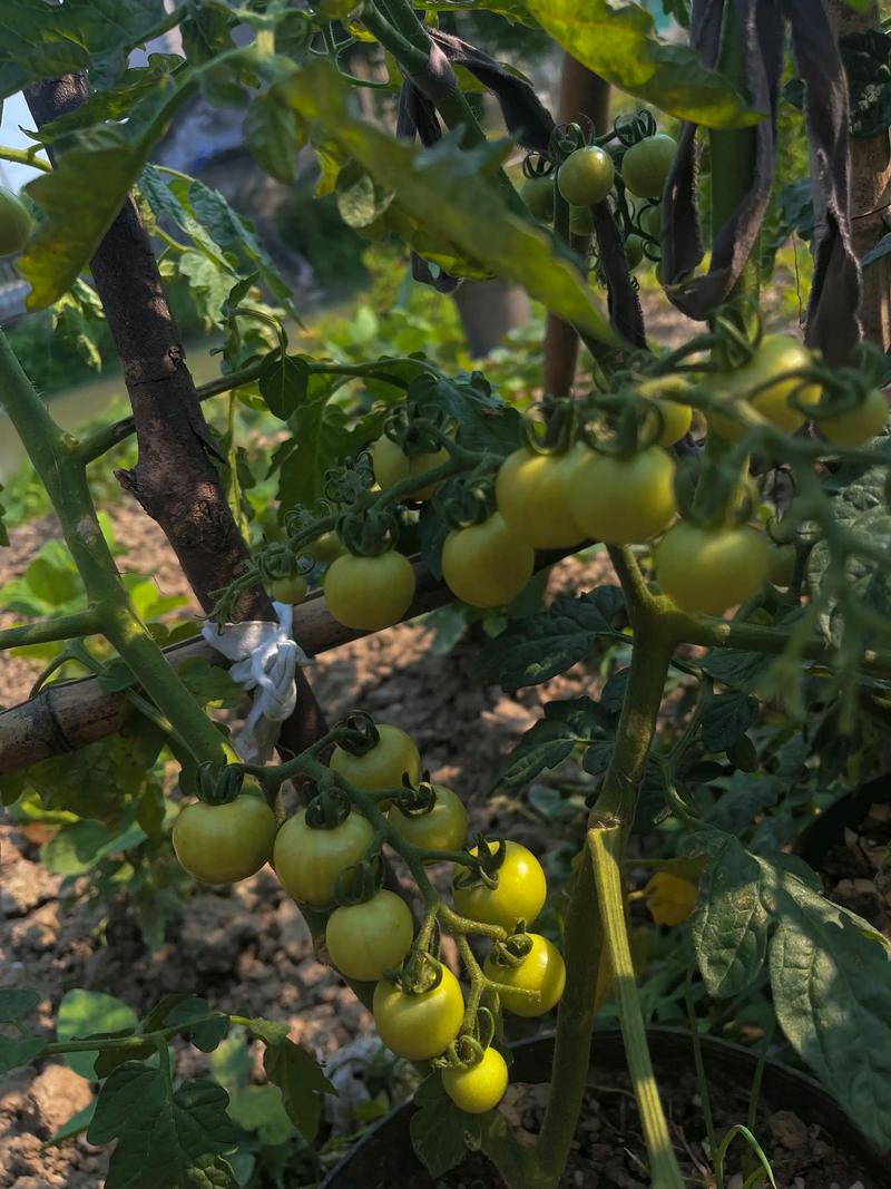 现代农业种植技术：绿色生态的未来